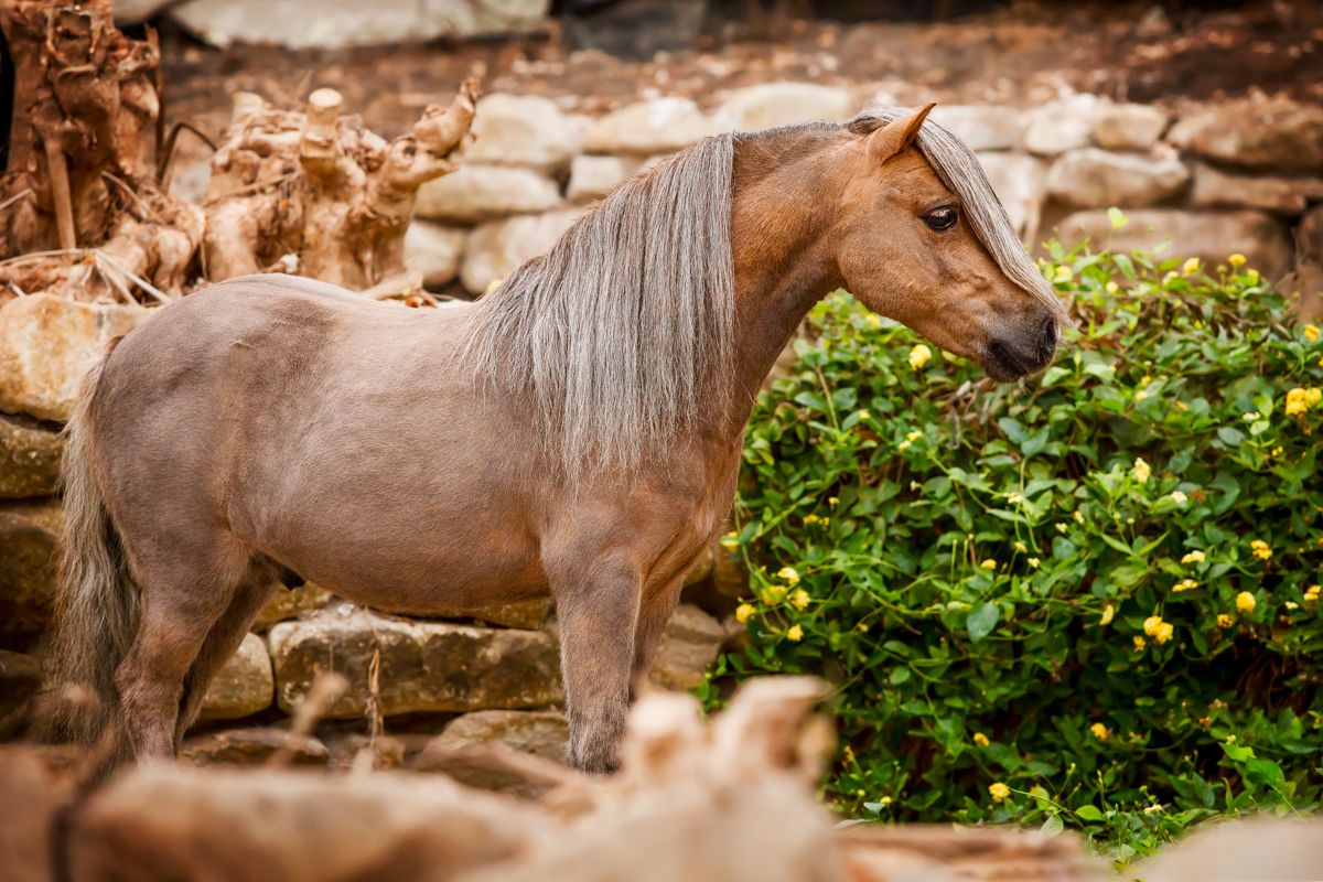 Paardenfotograaf Nederland