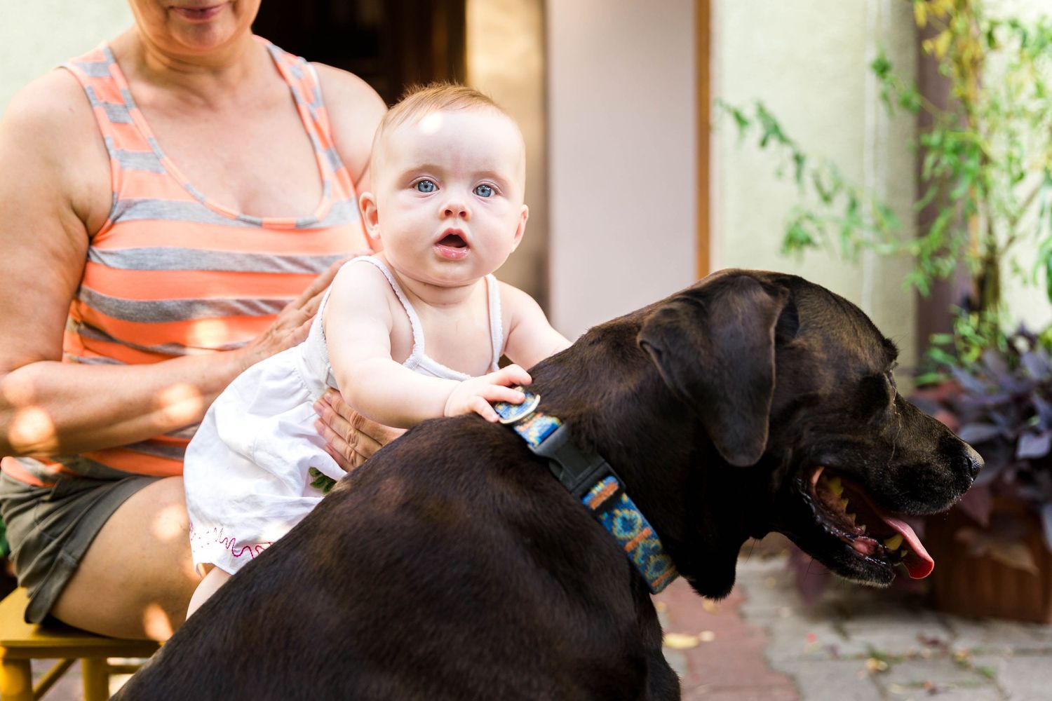 little girl sitting on big brown dog
