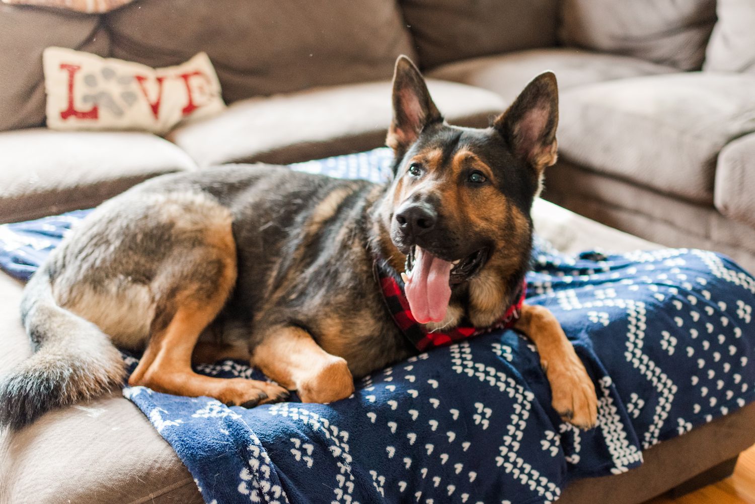 Lifestyle family photoshoot in the home with german shepherd in Gibsonia, Pennsylvania