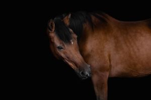 Arabian horse black background equine fine art portrait