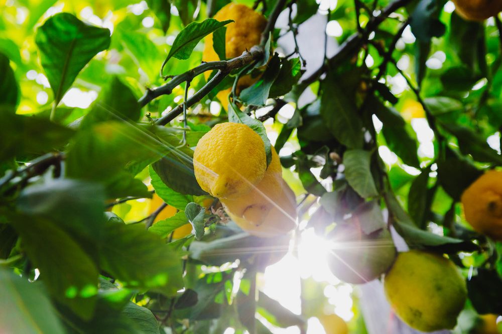 Lemon groves with the sun bursting though, Sorrento, Italy, travel photography