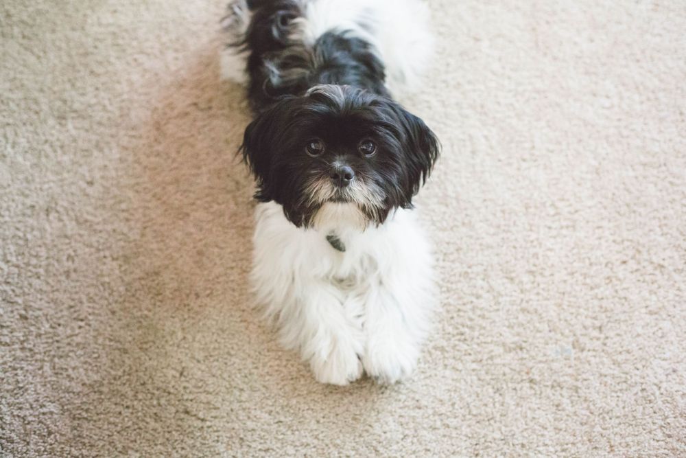 Chewbacca the Lhasa Apso | Lenkaland Photography
