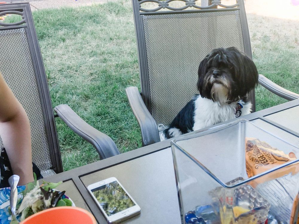 Chewbacca the Lhasa Apso | Lenkaland Photography