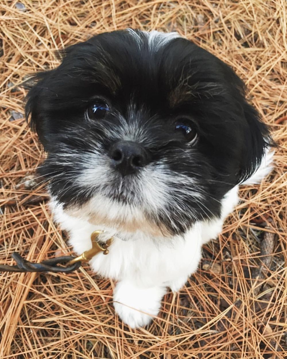 Chewbacca the Lhasa Apso | Lenkaland Photography