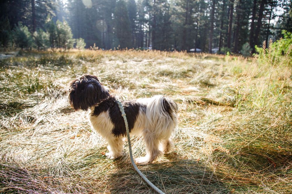 Chewbacca the Lhasa Apso | Lenkaland Photography