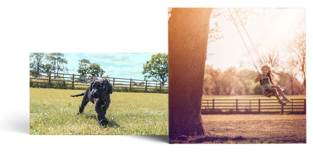 pet | portrait | photographer | york | yorkshire