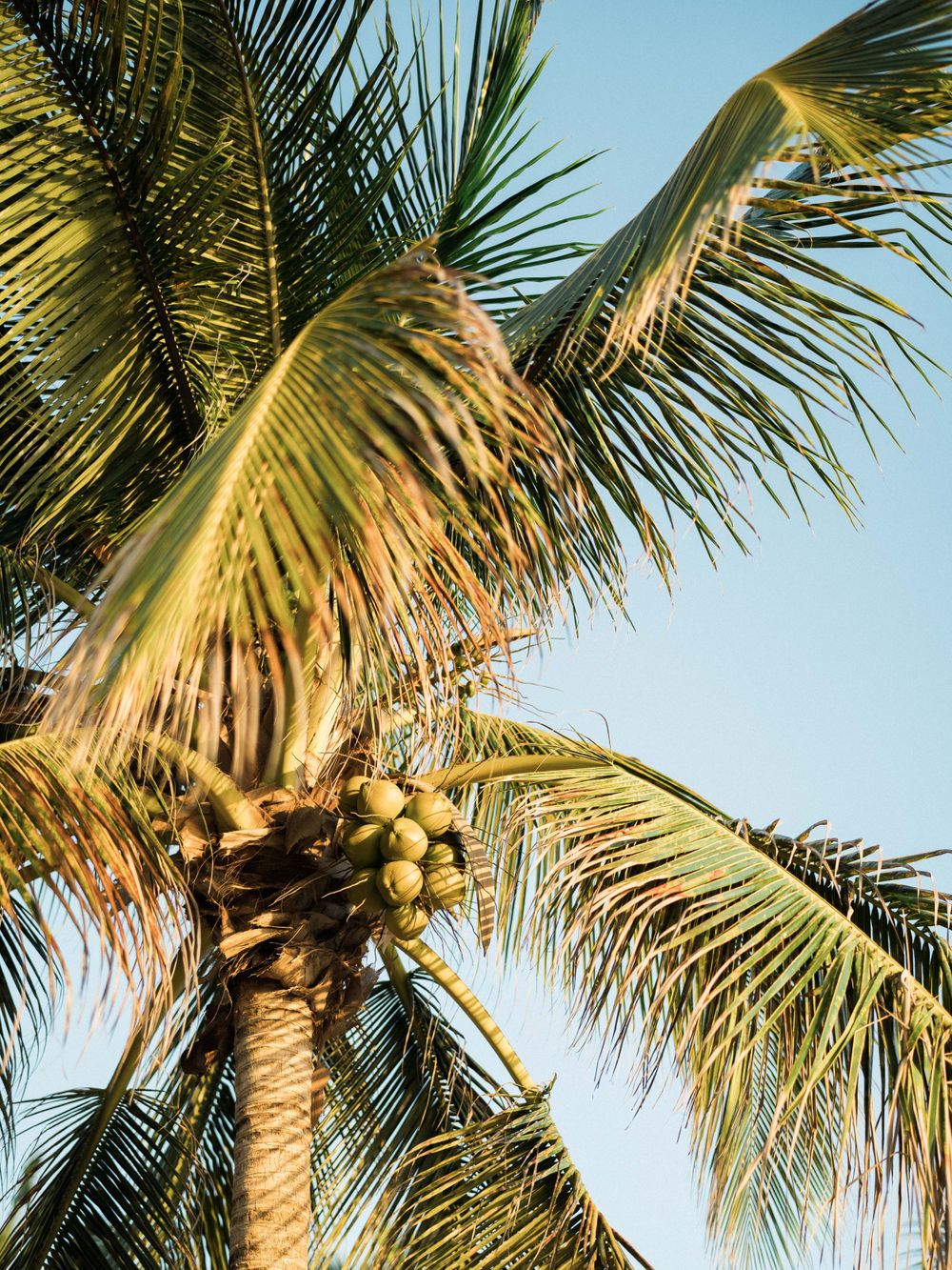 Noix de coco dans un arbre