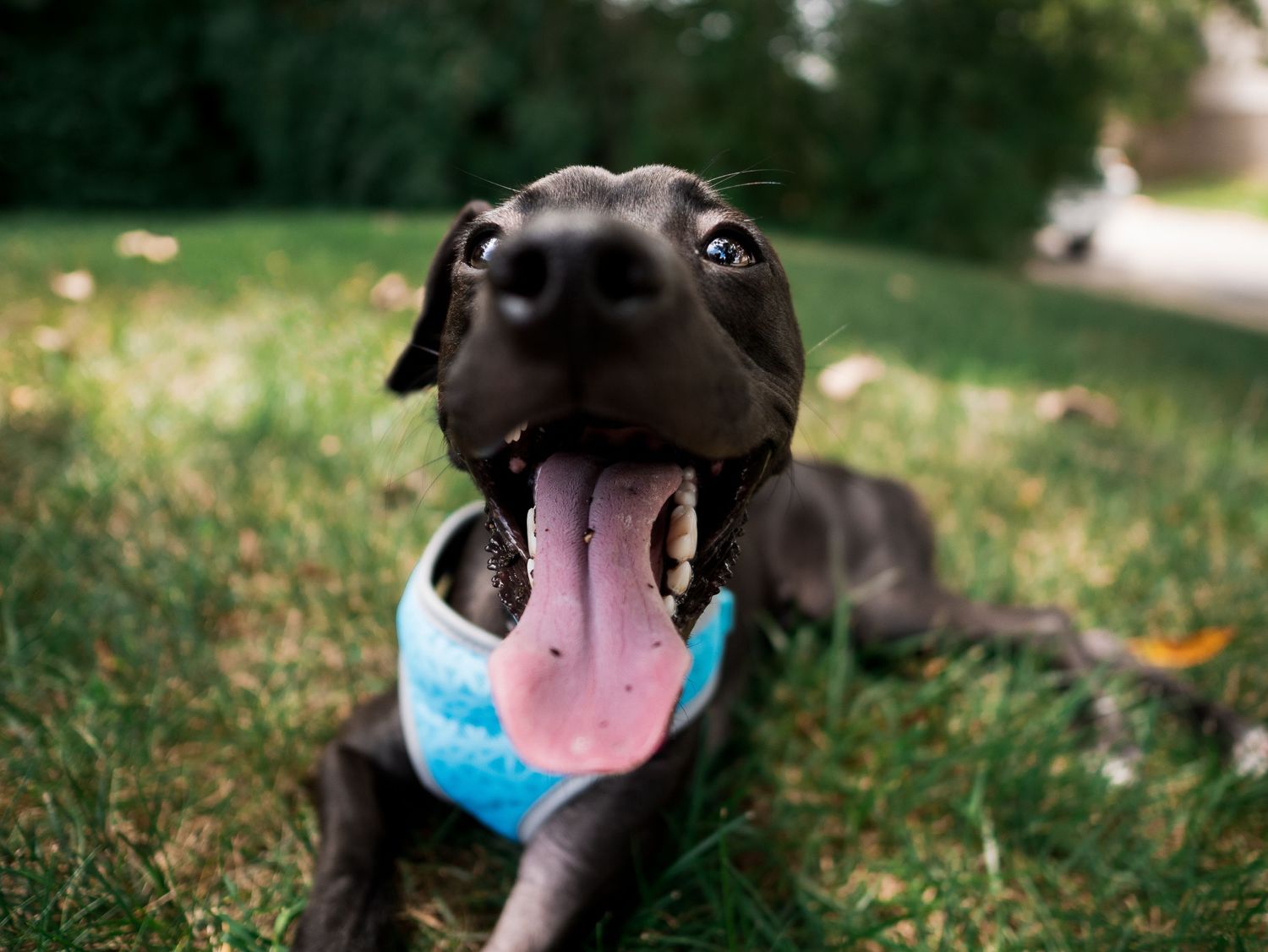 Rescue dog Pet photography Cincinnati Puppy photos Dayton Ohio