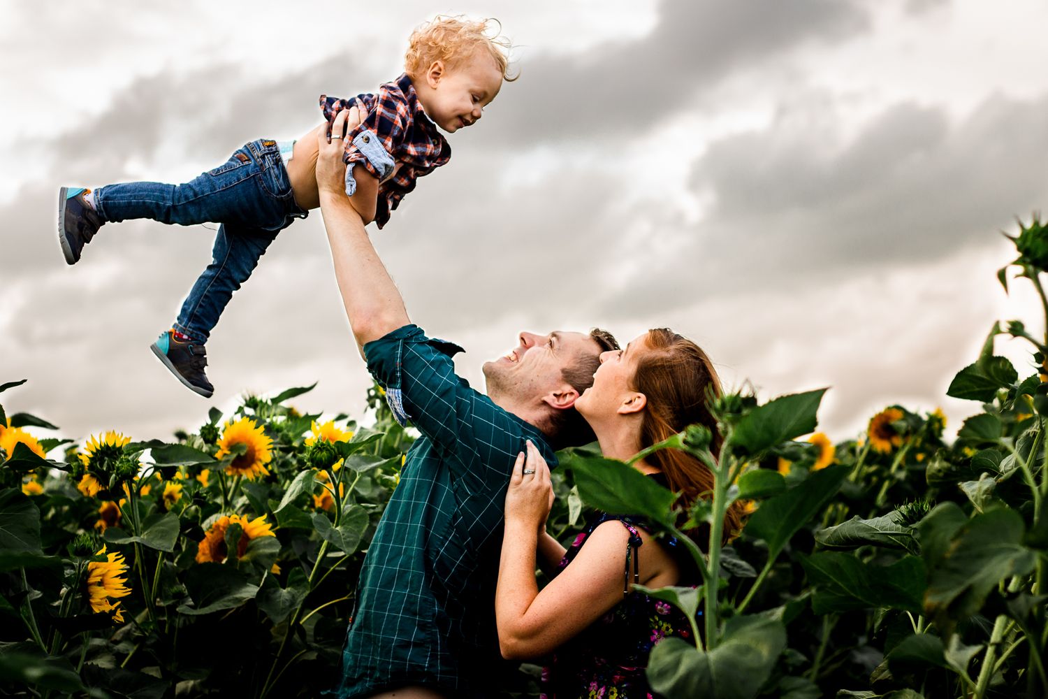 In a Sunflower field on Hayling Island parents joyfully lift their One year old Son into the overcast sky.