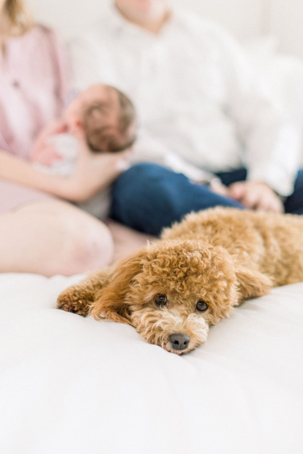 newborn picture with dog taken by a dc newborn photographer