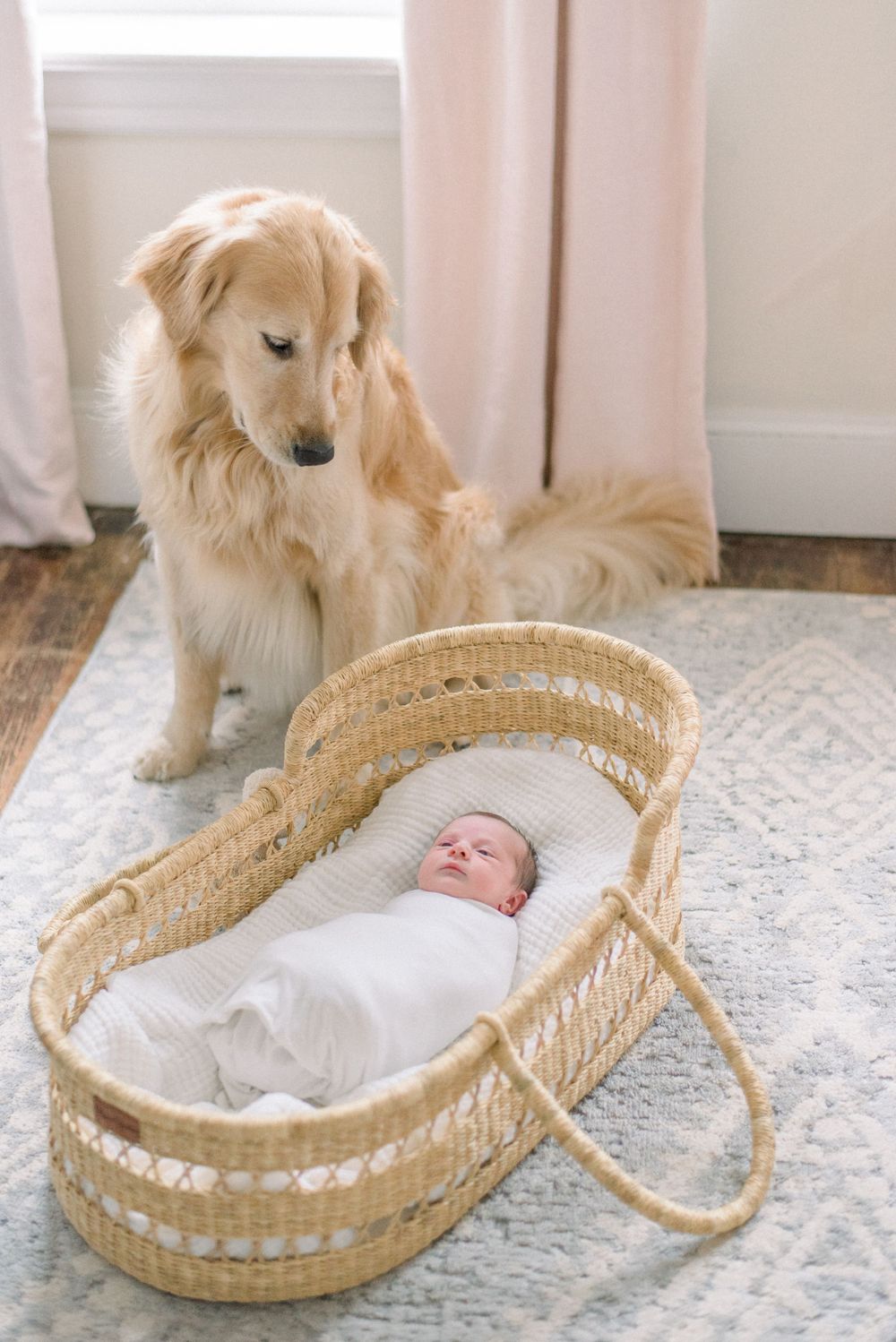 golden retriever and baby in a basket taken by a washington dc newborn photographer