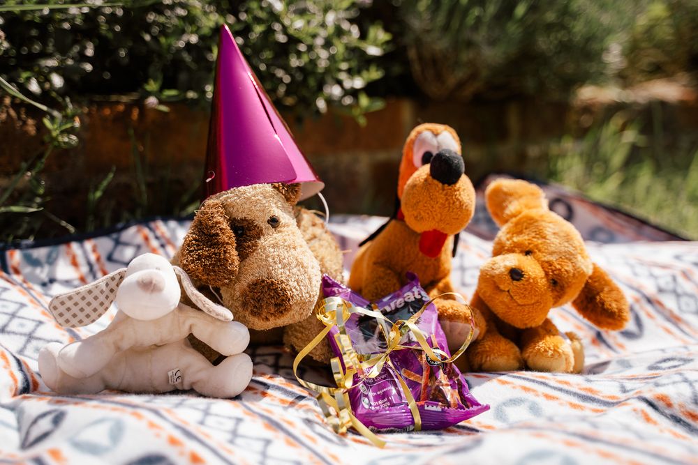 Dog birthday party photography with cuddly toy guests.