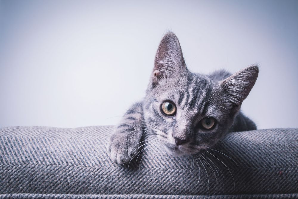 Cute grey bengal kitten on a stool