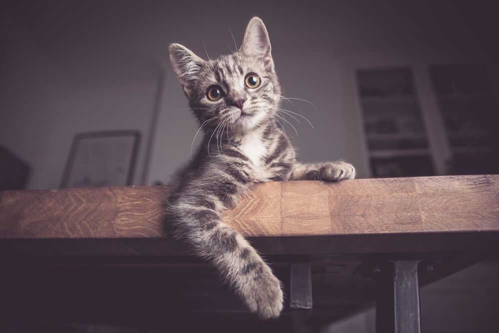 Playful bengal kitten on table