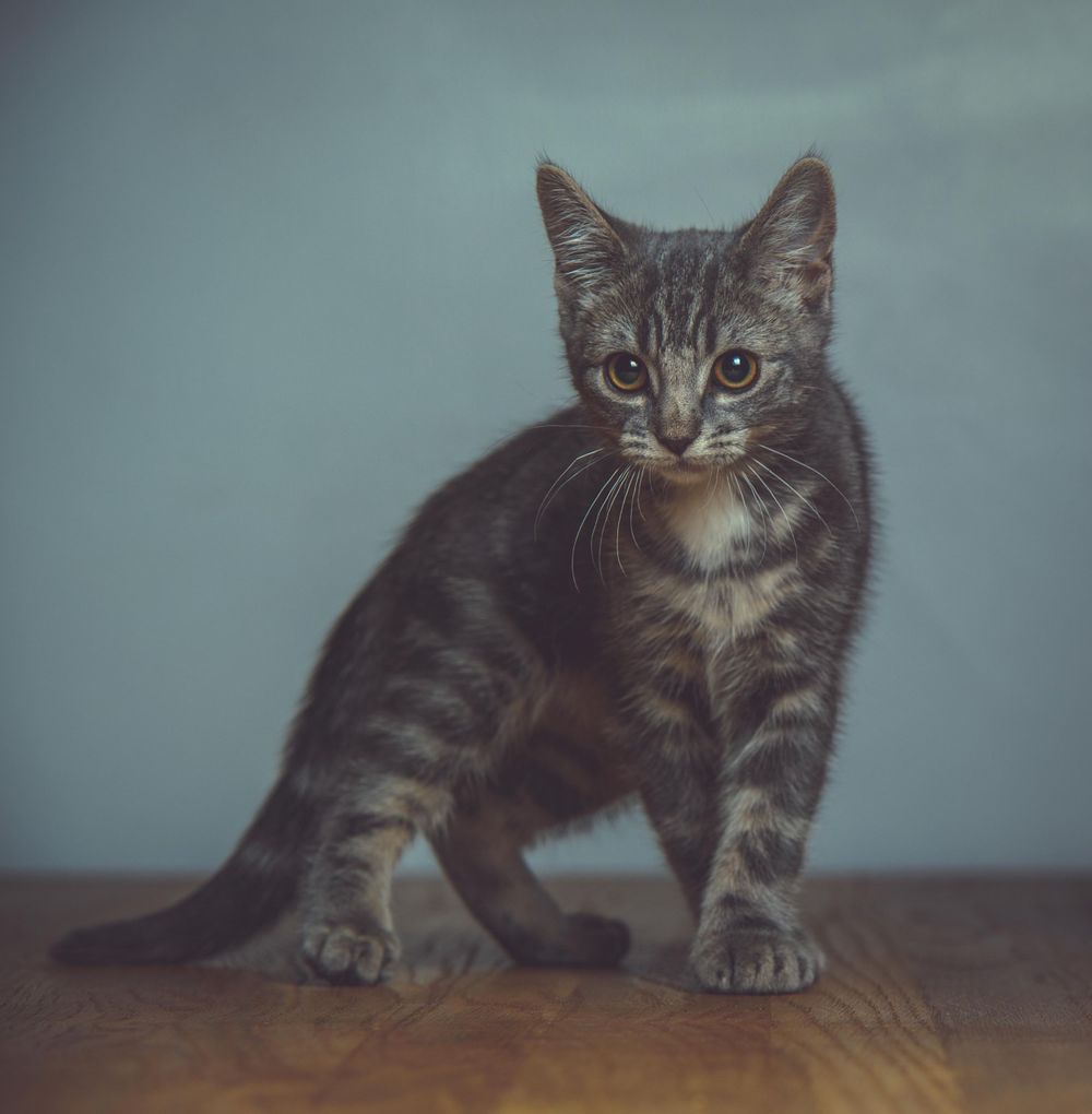 Bengal kitten on table with blue green background
