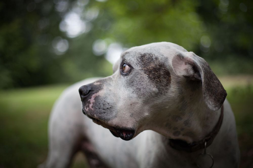 old american bulldog looking sad