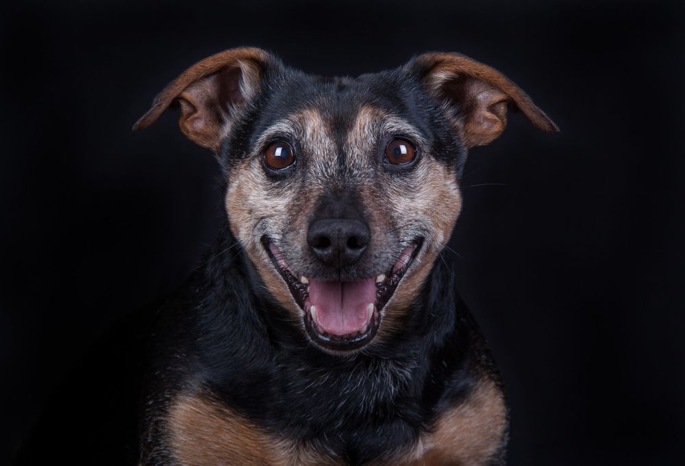 mug shot of happy jack Russell