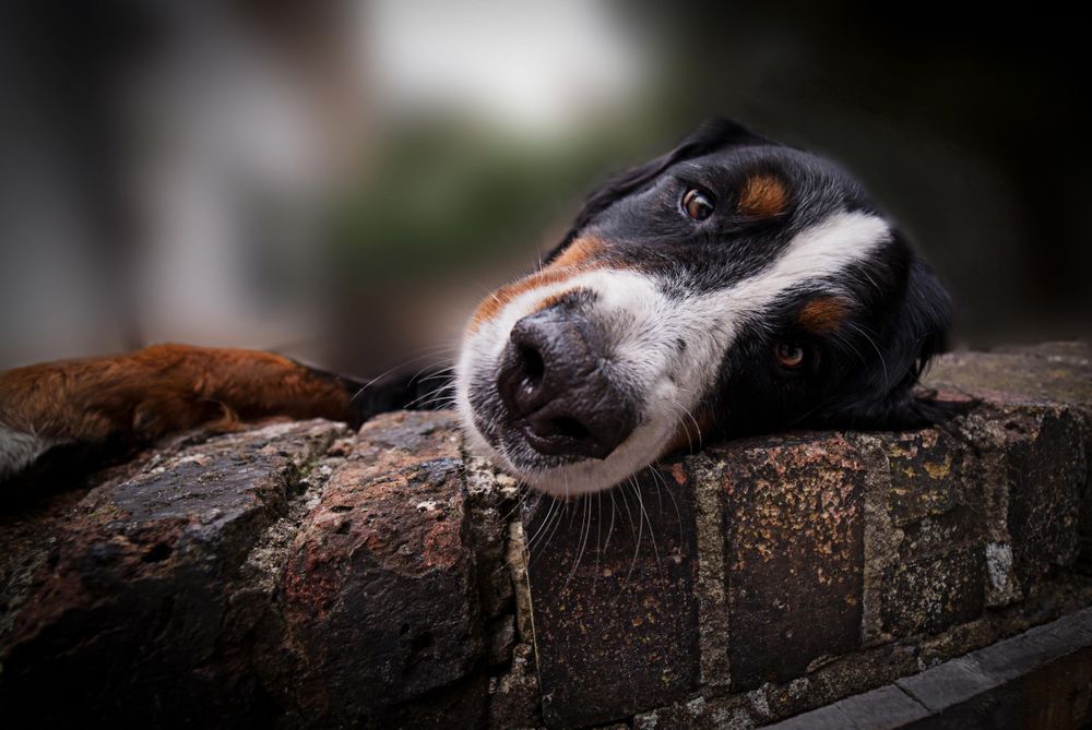 Bernese Mountain dog on wall