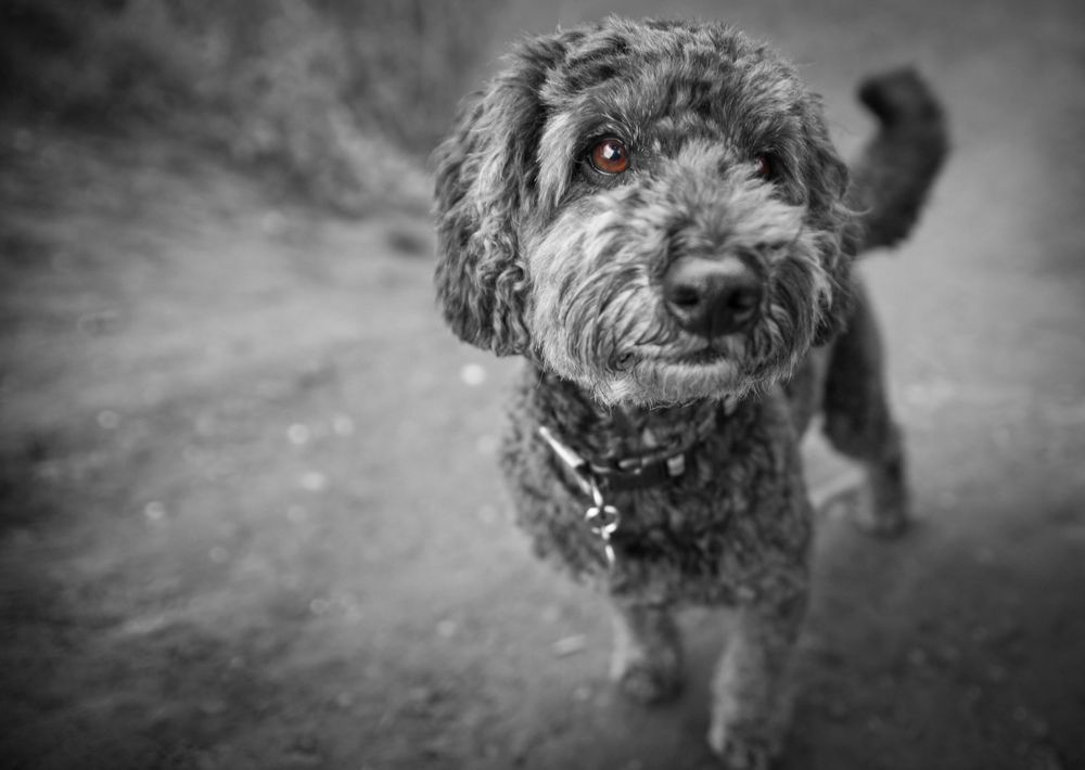 black and white cockapoo with brown eye
