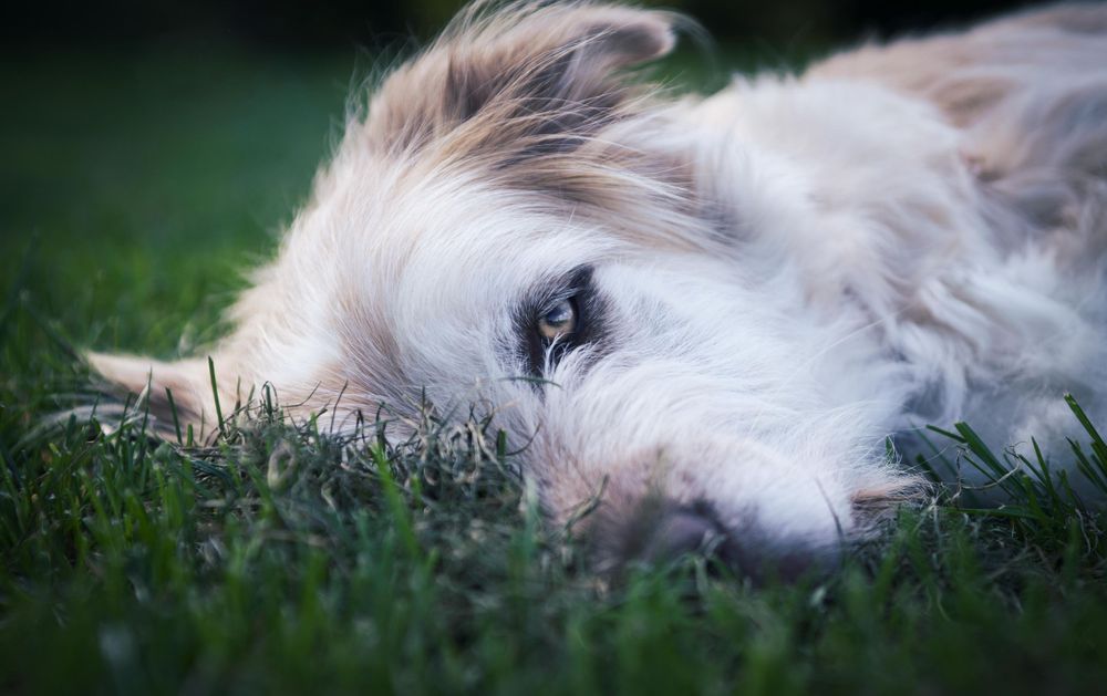 beautiful white rescue dog laying on grass