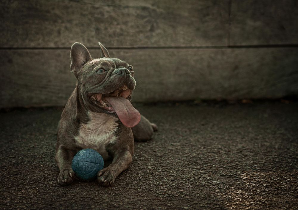 grey french bulldog with blue ball