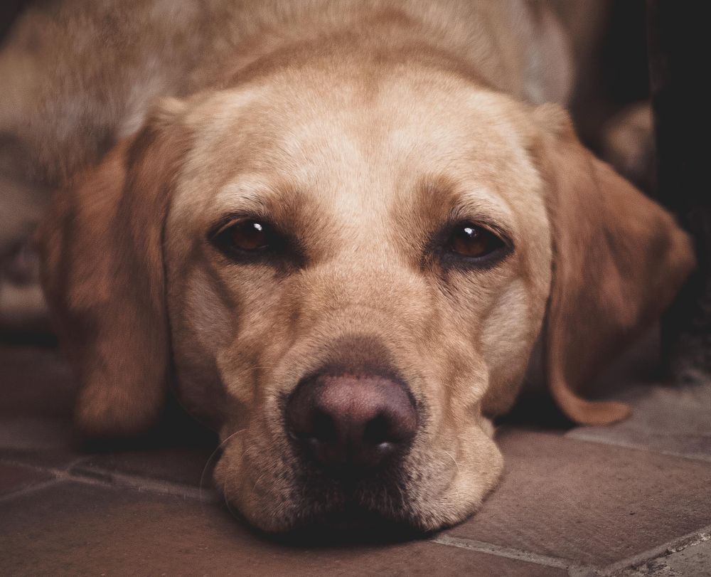 yellow Labrador close up. looking into camera