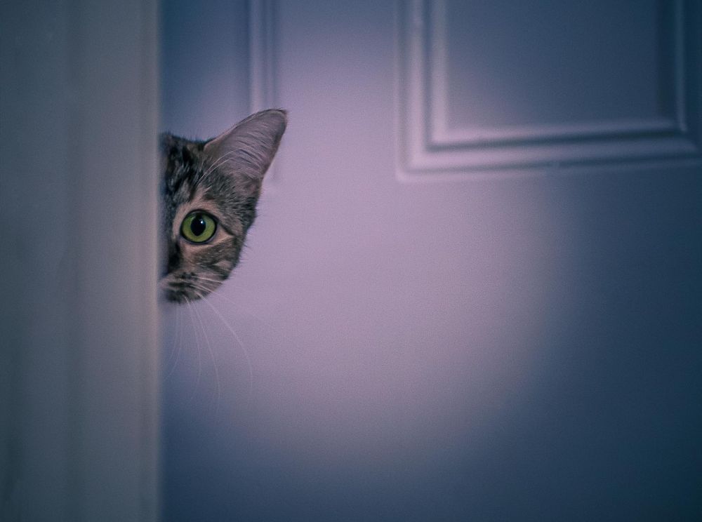cat peeking around door frame