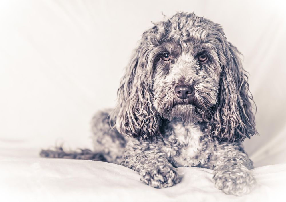 chocolate cockapoo dog art