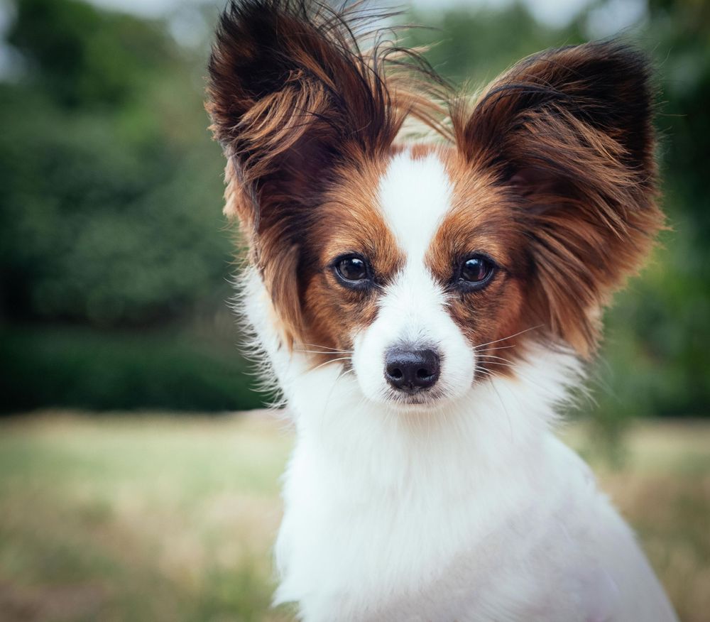 papillon with big ears, dog portrait