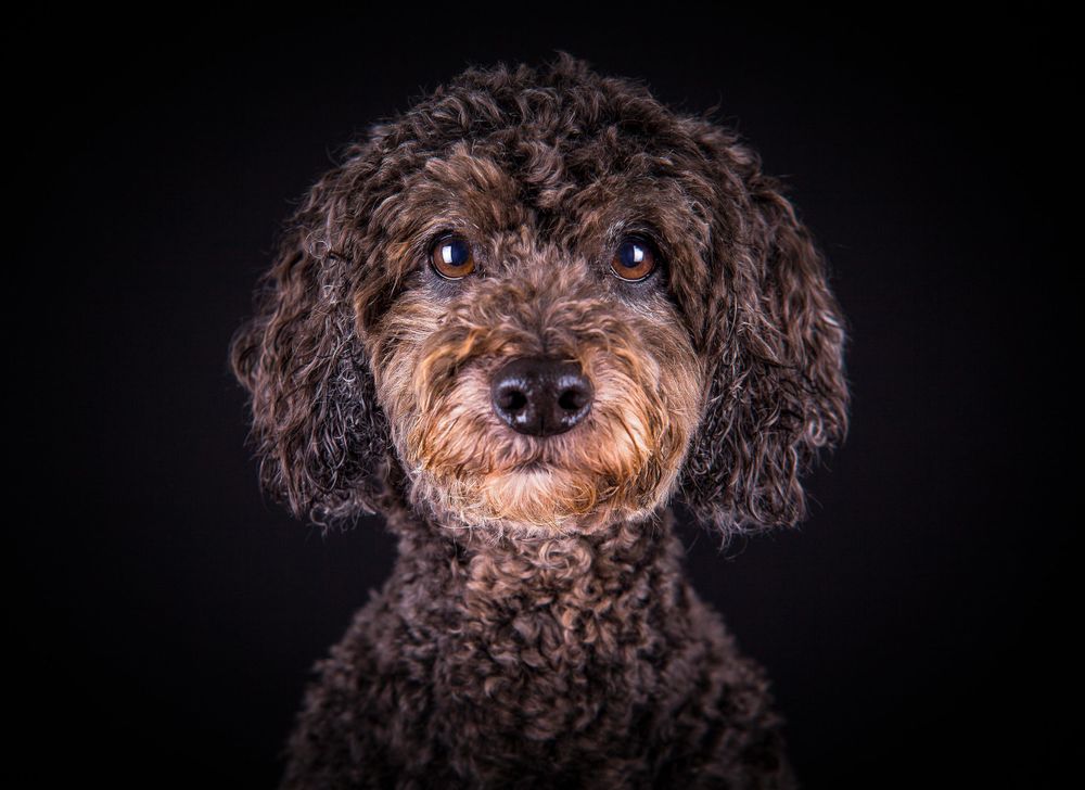 Brown cockapoo dog