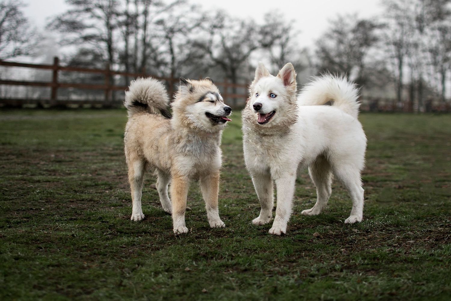 Two pomsky husky mix dogs at Fort Steilacoom Park