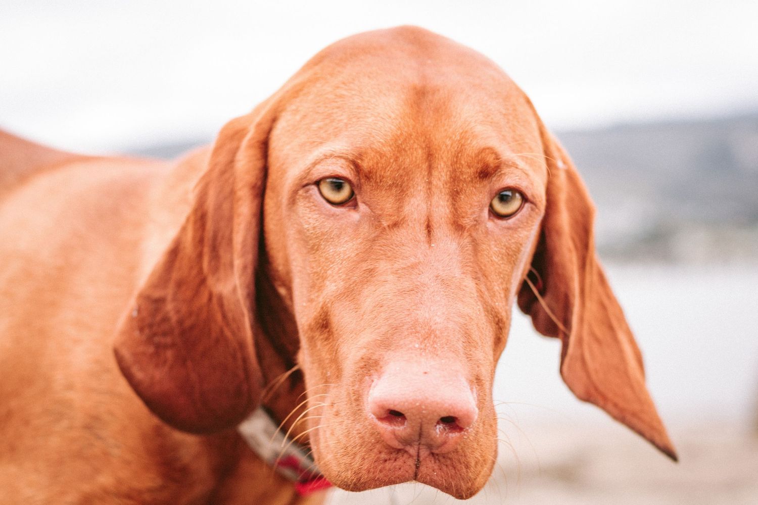 Red dog with large ears.