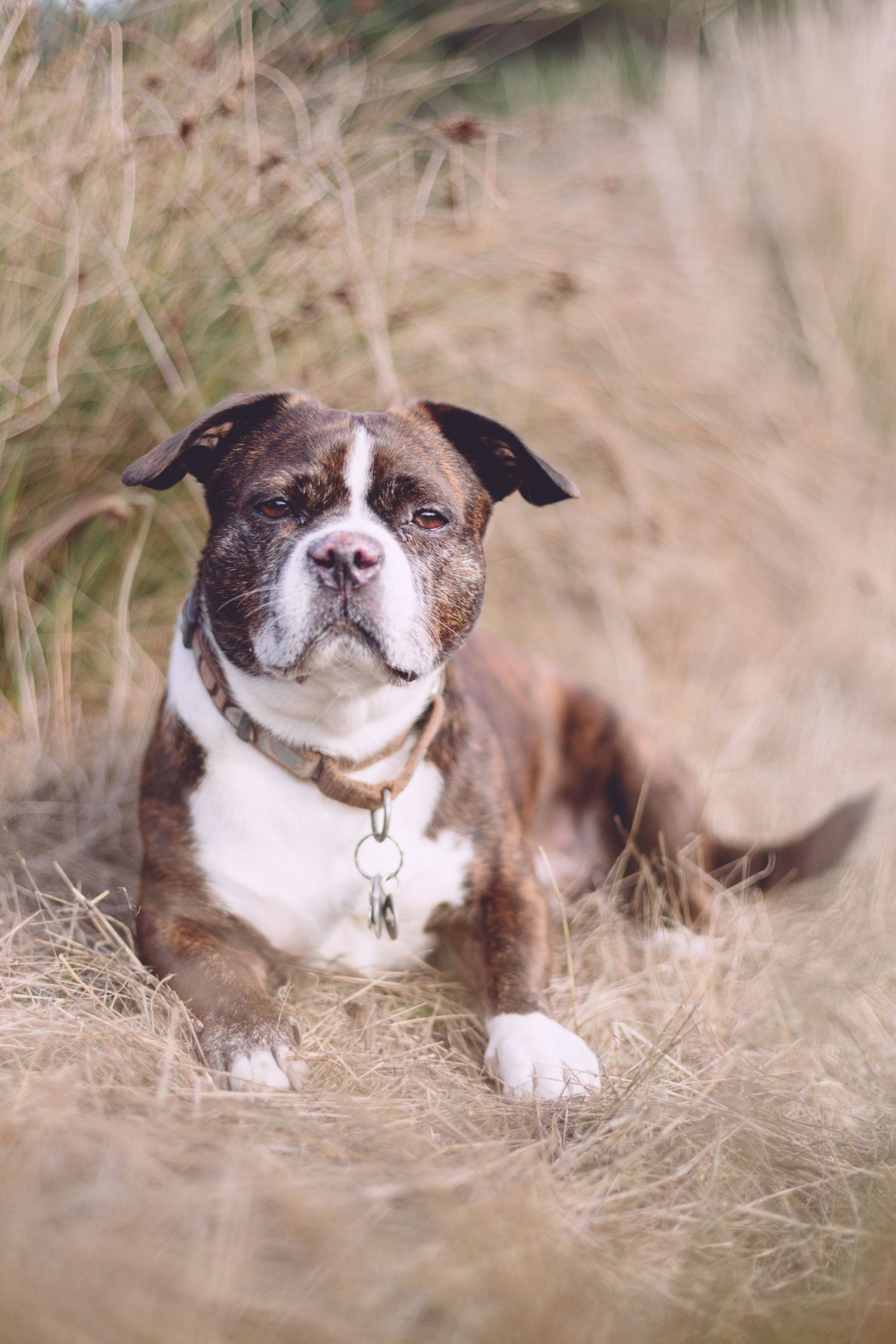 Brown down laying in a dry grass field.
