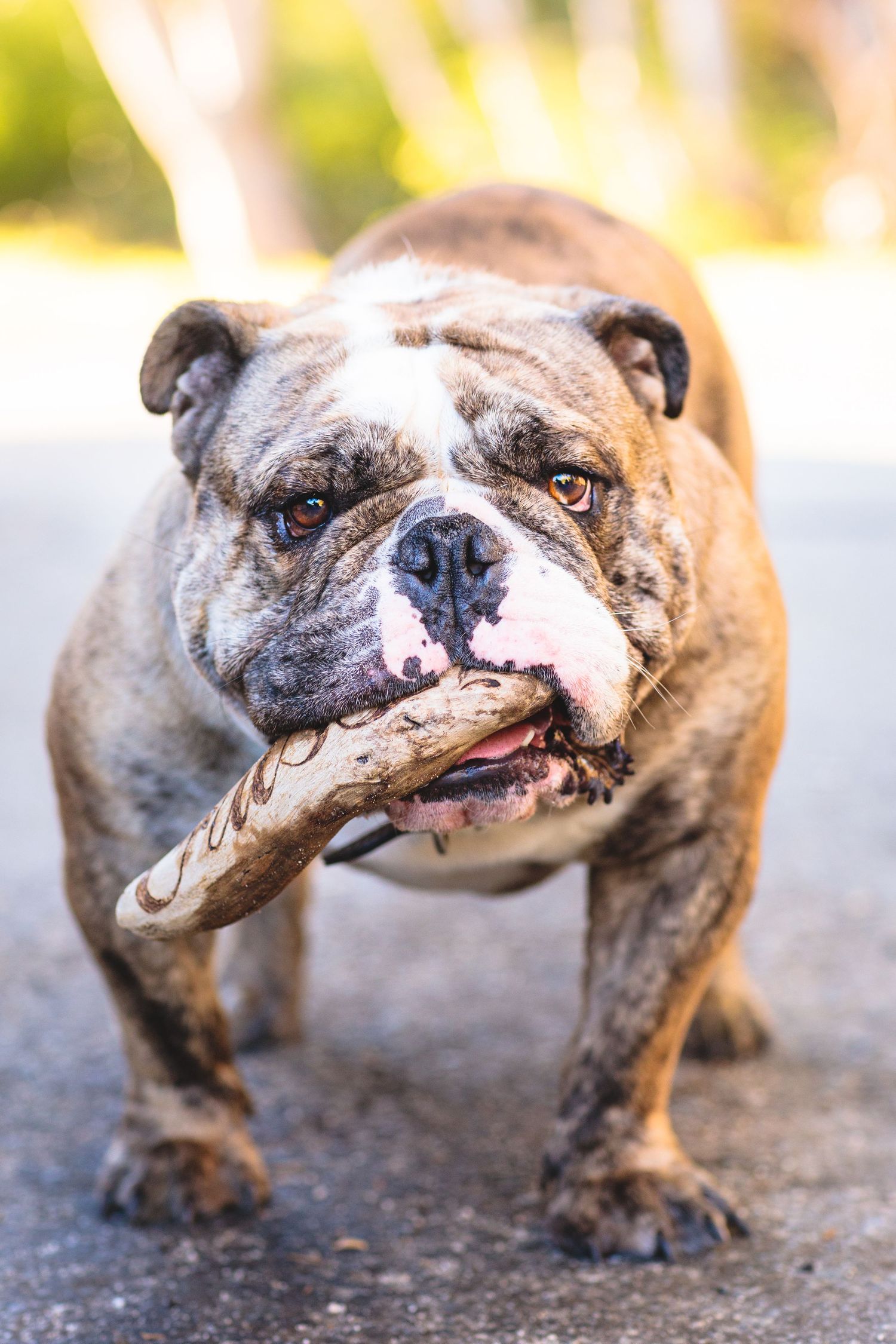 Bulldog with a wooden stick.