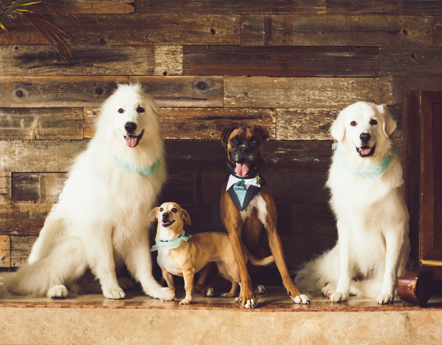 Four dogs posing in wedding attire.