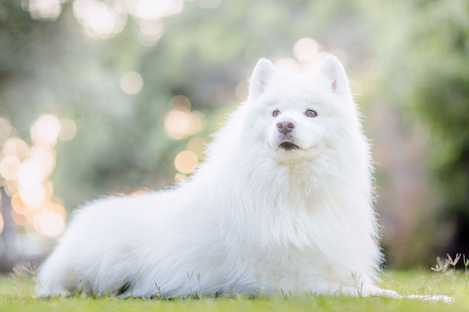 White dog laying on a grass field.