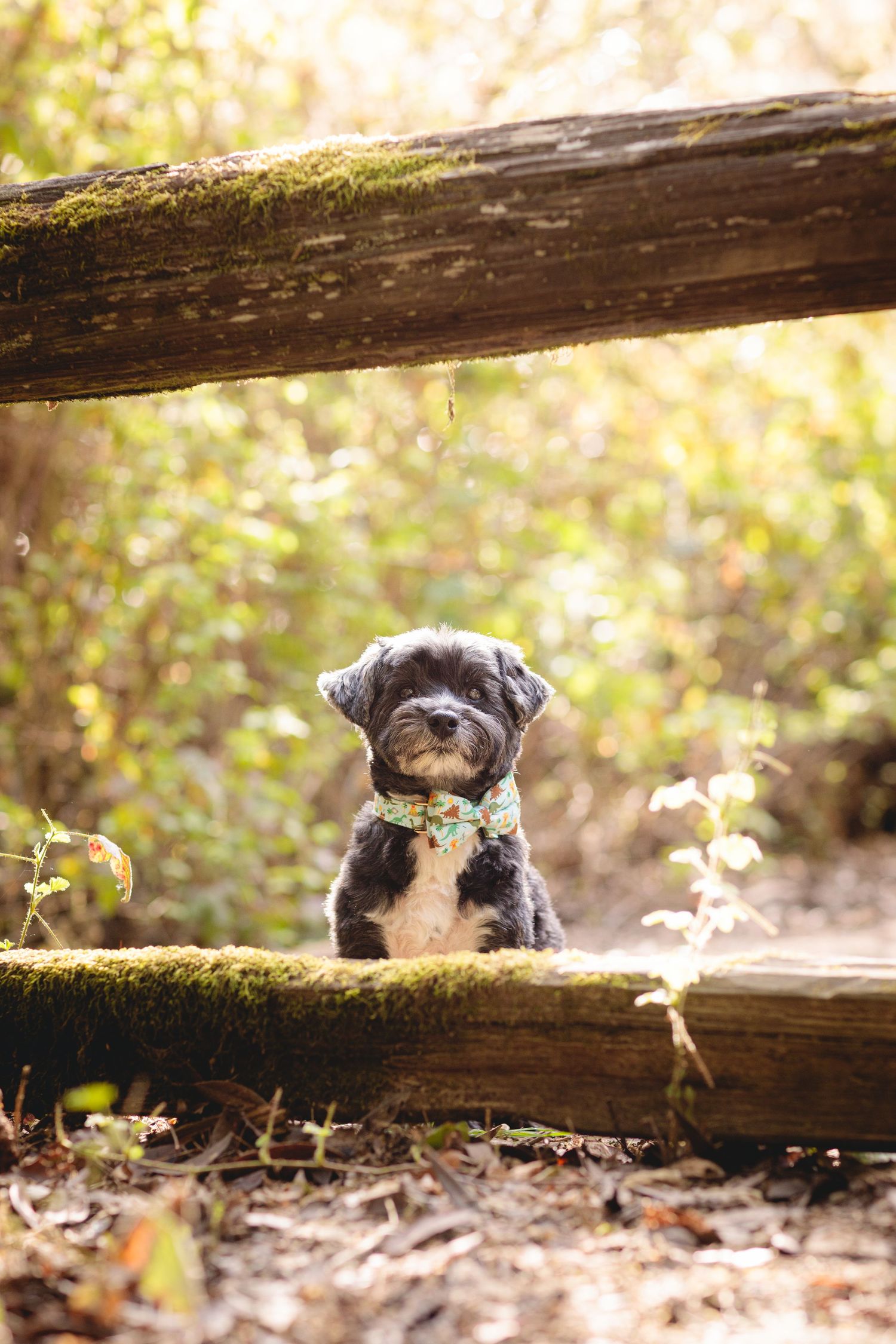 Tiny black dog sitting in front of a wooden fence.