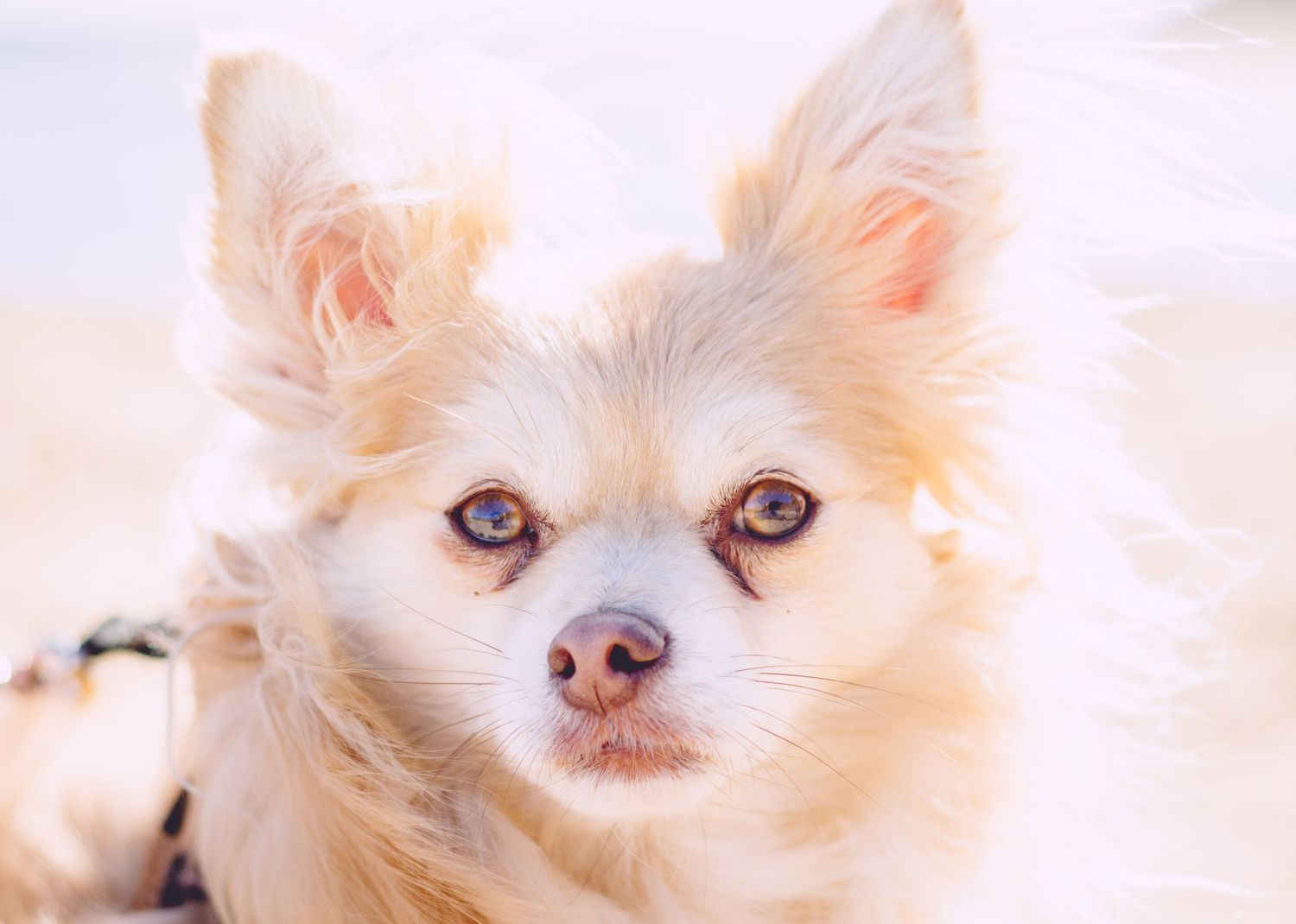 Brightly lit, small, hairy dog.
