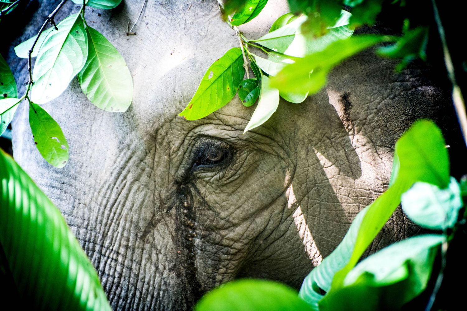 Rescued elephant spotted though the forest undergrowth of northern Thailand