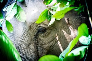 Rescued elephant spotted though the forest undergrowth of northern Thailand