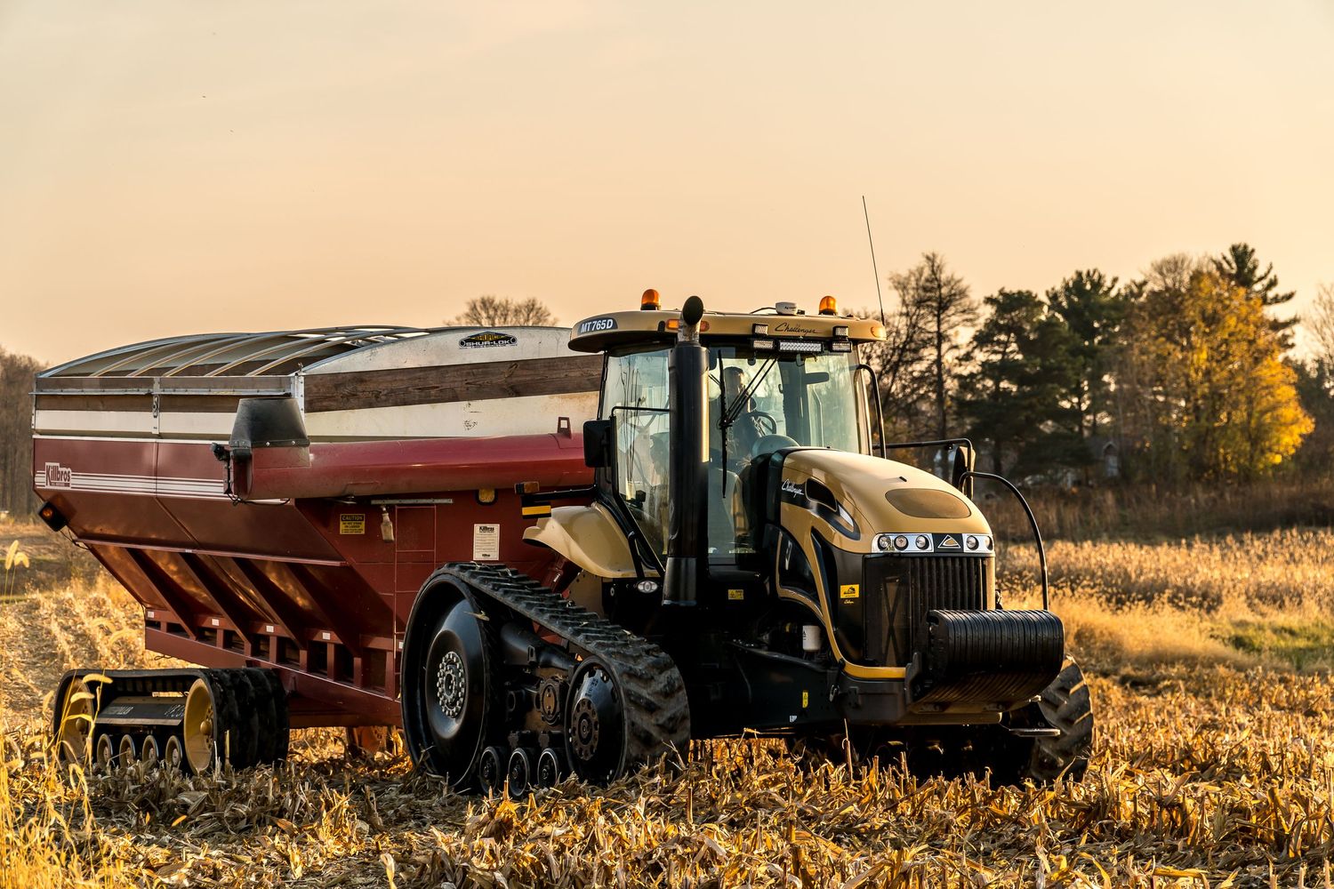 Tractor with red grain cart harvesting in golden cornfield at sunset.