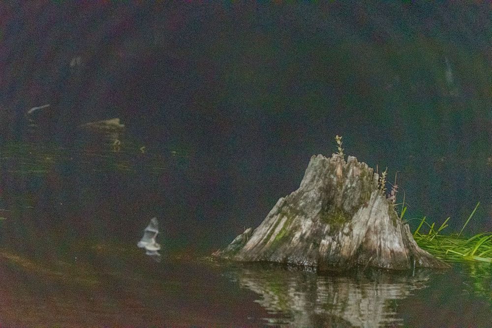 Bat on Lows Lake