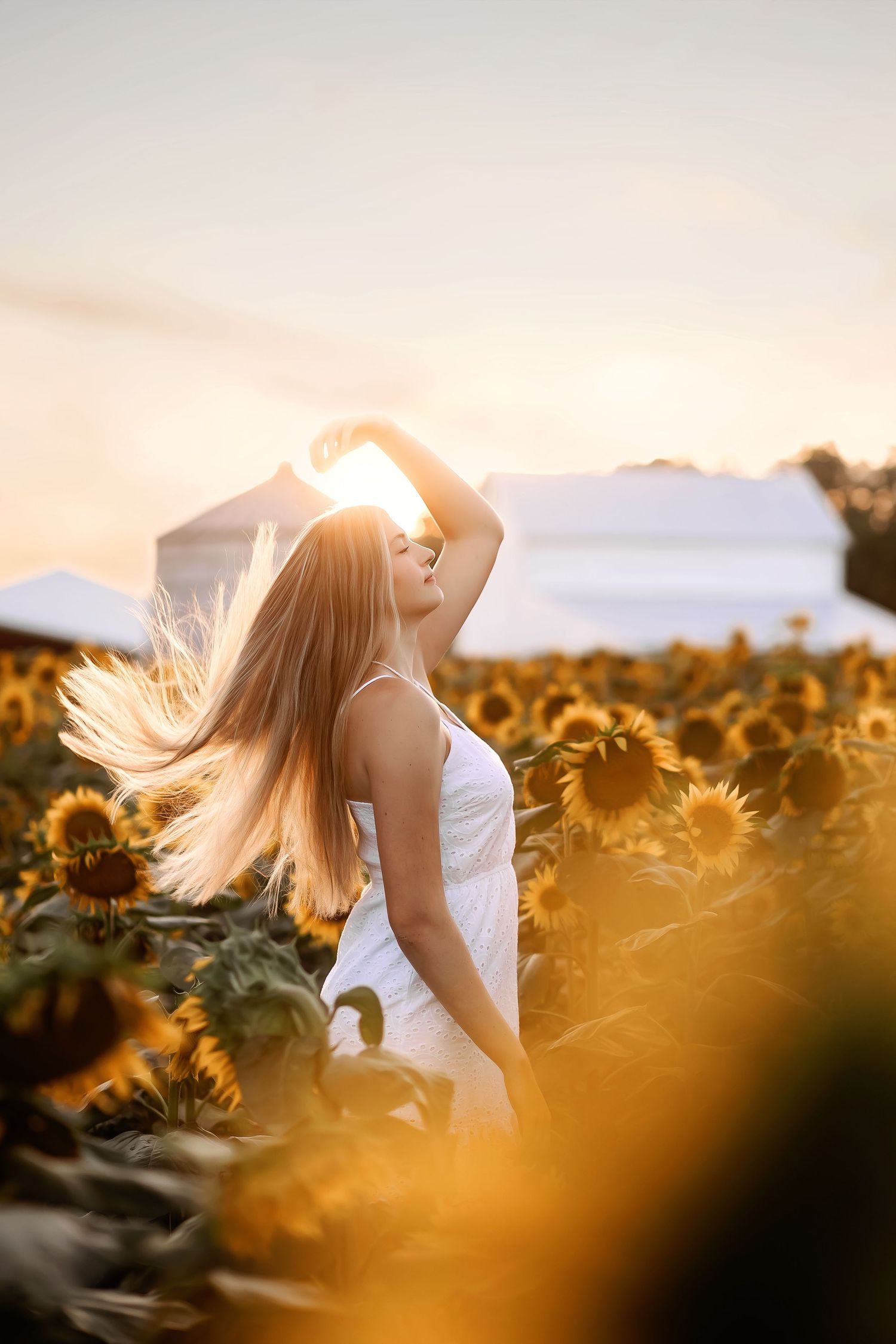 Ohio sunflower pictures