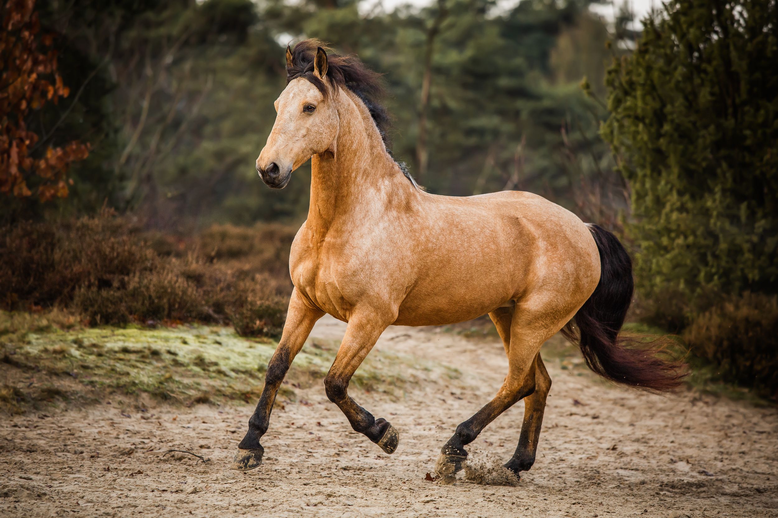 Paardenfotograaf Nederland
