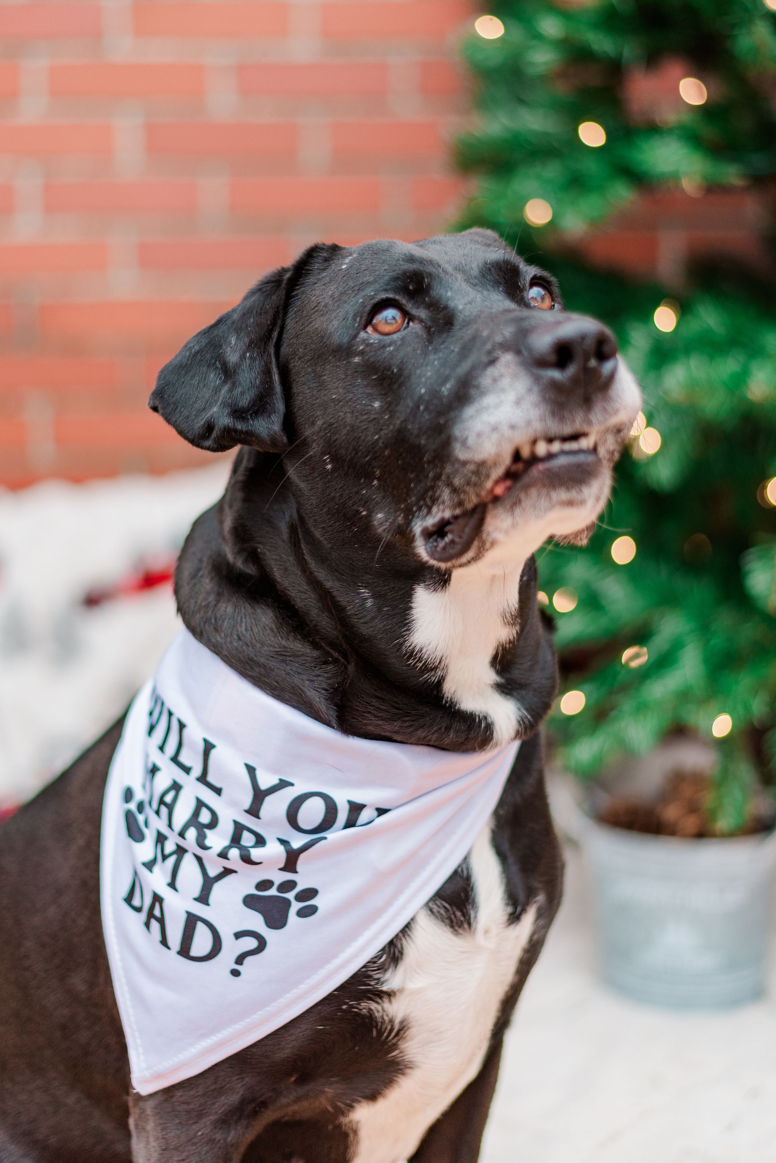 Dog with will you marry my dad bandana in holiday Christmas shoot with surprise proposal in Pittsburgh, Pennsylvania