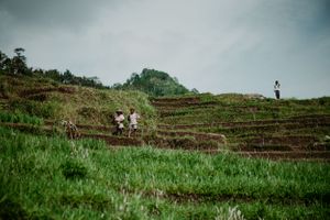Rice Paddy Bali