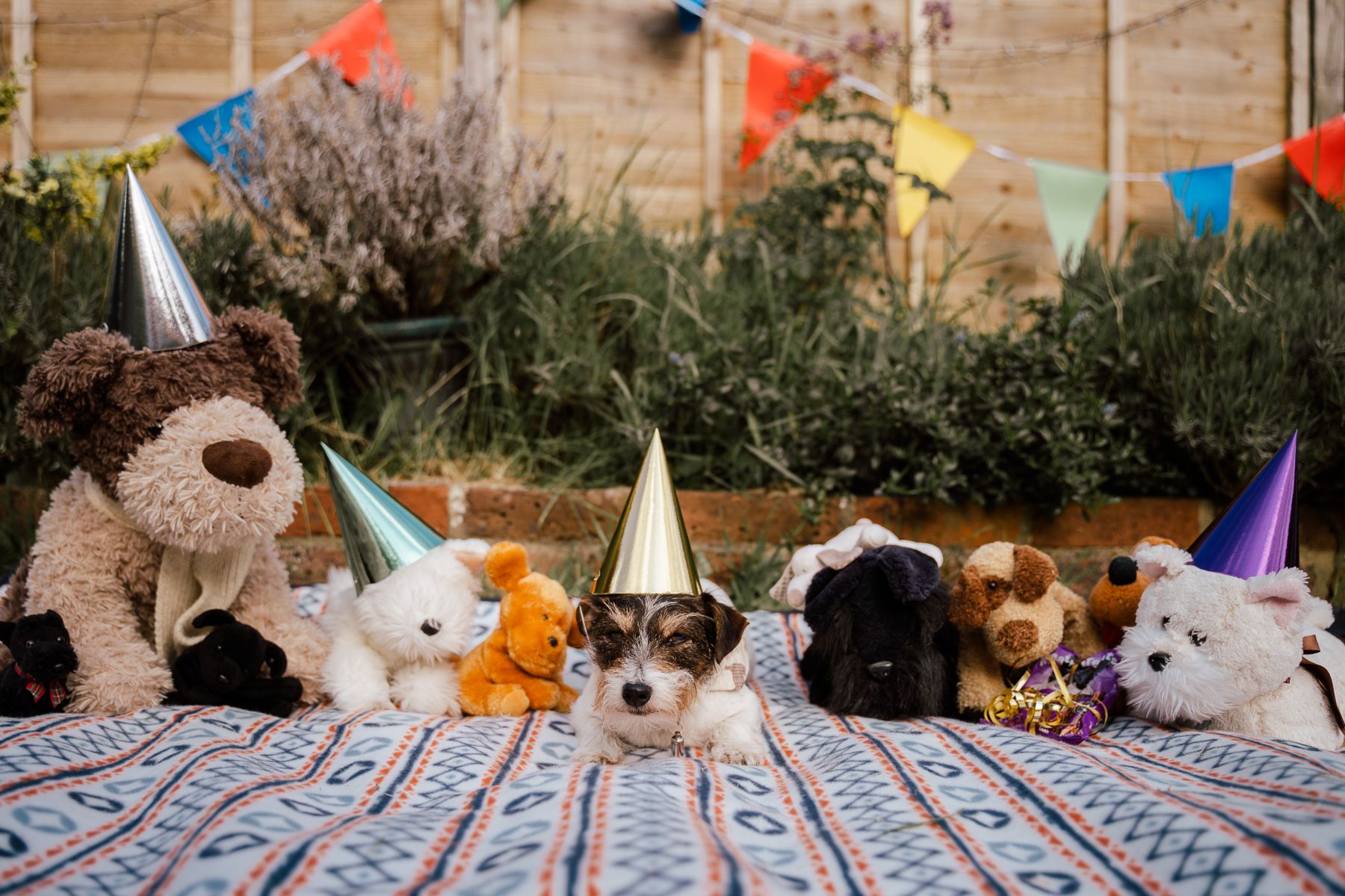 Dog wearing a party hat at his back garden birthday party.