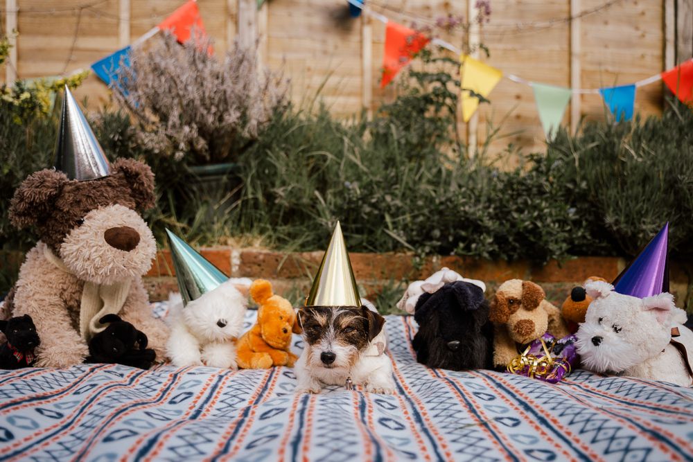 Dog wearing a party hat at his back garden birthday party.