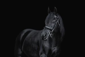 Friesian mare on black background. Equine fine art studio portrait.