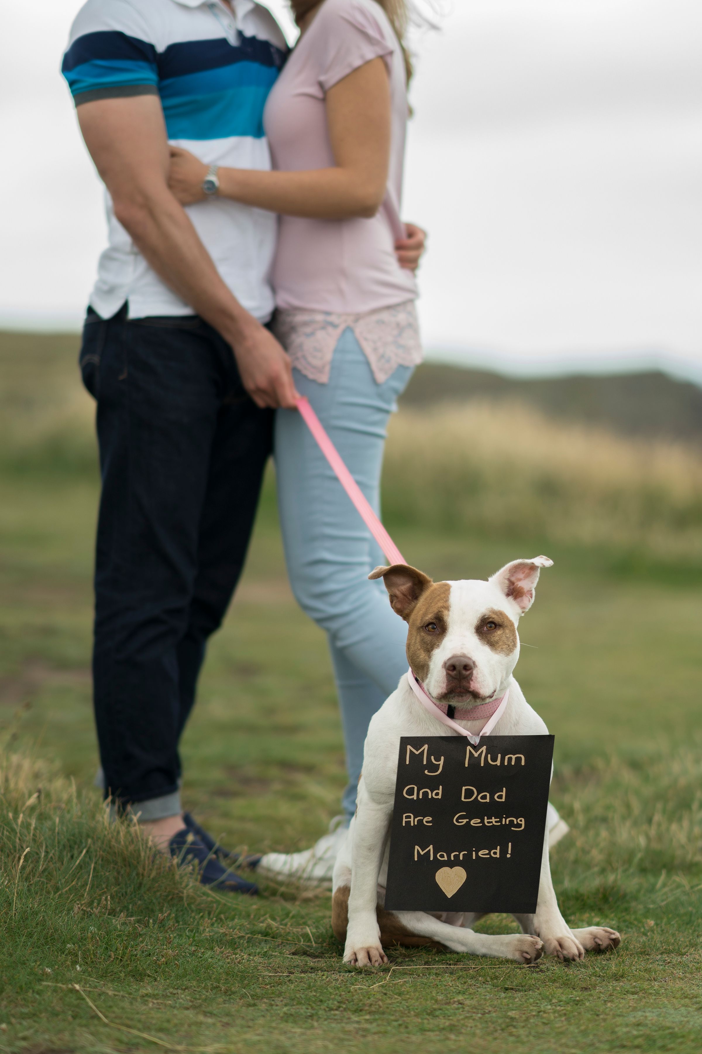 dogs at wedding photography